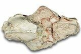 Fossil Oreodont (Leptauchenia) Partial Skull - South Dakota #284207-2